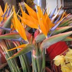 Oiseau du paradis - Strelitzia reginae