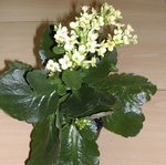 Kalanchoe