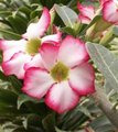 Rose du désert - Adenium obesum 