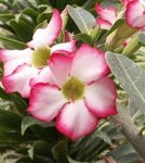 Rose du désert - Adenium obesum 