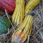 Courge 'Delicata' - Courge 'Sweet Potato'