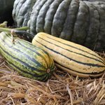 Courge 'Delicata' - Courge 'Sweet Potato'