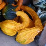 Courge Cou-Tors - Courge torticolis