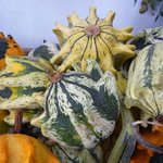 Courge 'Griffes du Diable'