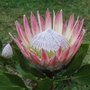 Protea