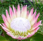 Protea