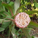 Protea