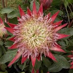 Protea