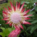 Protea