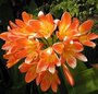 Clivia miniata - Clivia vermillon