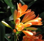 Clivia miniata - Clivia vermillon