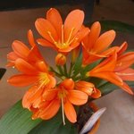 Clivia miniata - Clivia vermillon