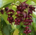 Arbre aux faisans - Leycesteria formosa