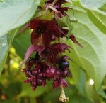 Arbre aux faisans - Leycesteria formosa