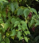 Arbre aux faisans - Leycesteria formosa