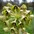 Euphorbe characias - Euphorbia