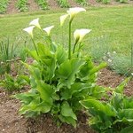 Arum d'Ethiopie - Zantedeschia aethiopica