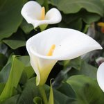 Arum d'Ethiopie - Zantedeschia aethiopica