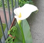 Arum d'Ethiopie - Zantedeschia aethiopica