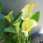 Arum d'Ethiopie - Zantedeschia aethiopica