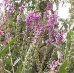 Salicaire commune - Lythrum salicaria