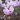 Cyclamen de Naples - Cyclamen hederifolium
