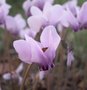 Cyclamen de Naples - Cyclamen hederifolium