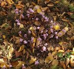 Cyclamen de Naples - Cyclamen hederifolium