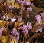 Cyclamen de Naples - Cyclamen hederifolium