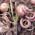 Cyclamen de Naples - Cyclamen hederifolium