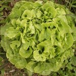 Laitue 'Feuille de chêne' - Salade