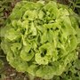 Laitue 'Feuille de chêne' - Salade