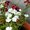 Oeillet de Chine - Dianthus chinensis