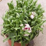 Oeillet de Chine - Dianthus chinensis