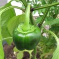 Poivron - Capsicum annuum