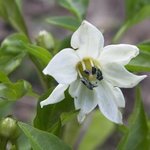 Poivron - Capsicum annuum