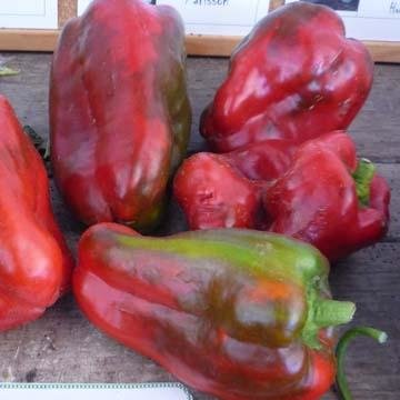 Poivron Capsicum annuum