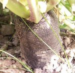Radis noir d'hiver de Chine - Raphanus niger
