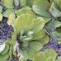 Laitue d'eau - Pistia stratiotes