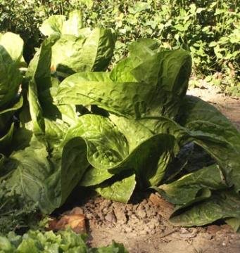 Chicoree Pain De Sucre