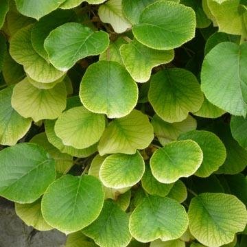 Quand cueillir les kiwis