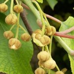 Kiwi - Actinidia