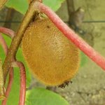 Kiwi - Actinidia