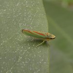 Cicadelle du rhododendron