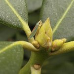 Cicadelle du rhododendron