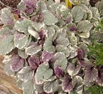 Bugle rampant - Ajuga reptans