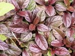 Bugle rampant - Ajuga reptans