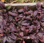 Bugle rampant - Ajuga reptans