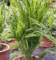 Asparagus plumosus - Asparagus des fleuristes