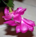 Cactus de Noël - Schlumbergera